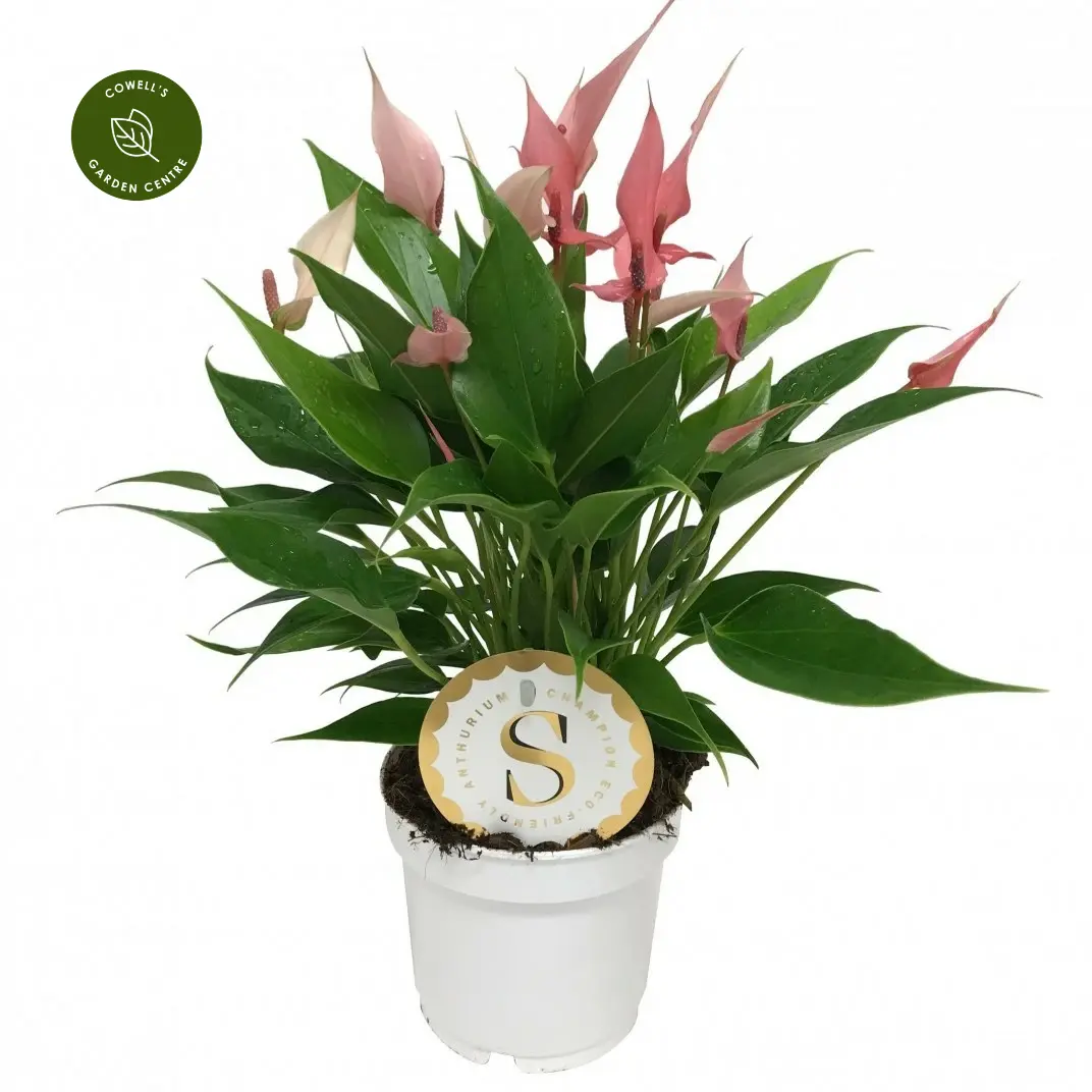 Anthurium 'Lilli Pink' 12cm 3 Anthurium 'Lilli Pink' 12cm