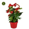Anthurium 'Minnesota' -Garden Care Supply Store anthurium minnesota 1536x1536 638c6c722edd9 l