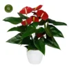 Anthurium 'Nevada' 2 Anthurium 'Nevada' -Garden Care Supply Store anthurium nevada 2958x2958 641322aae497b l