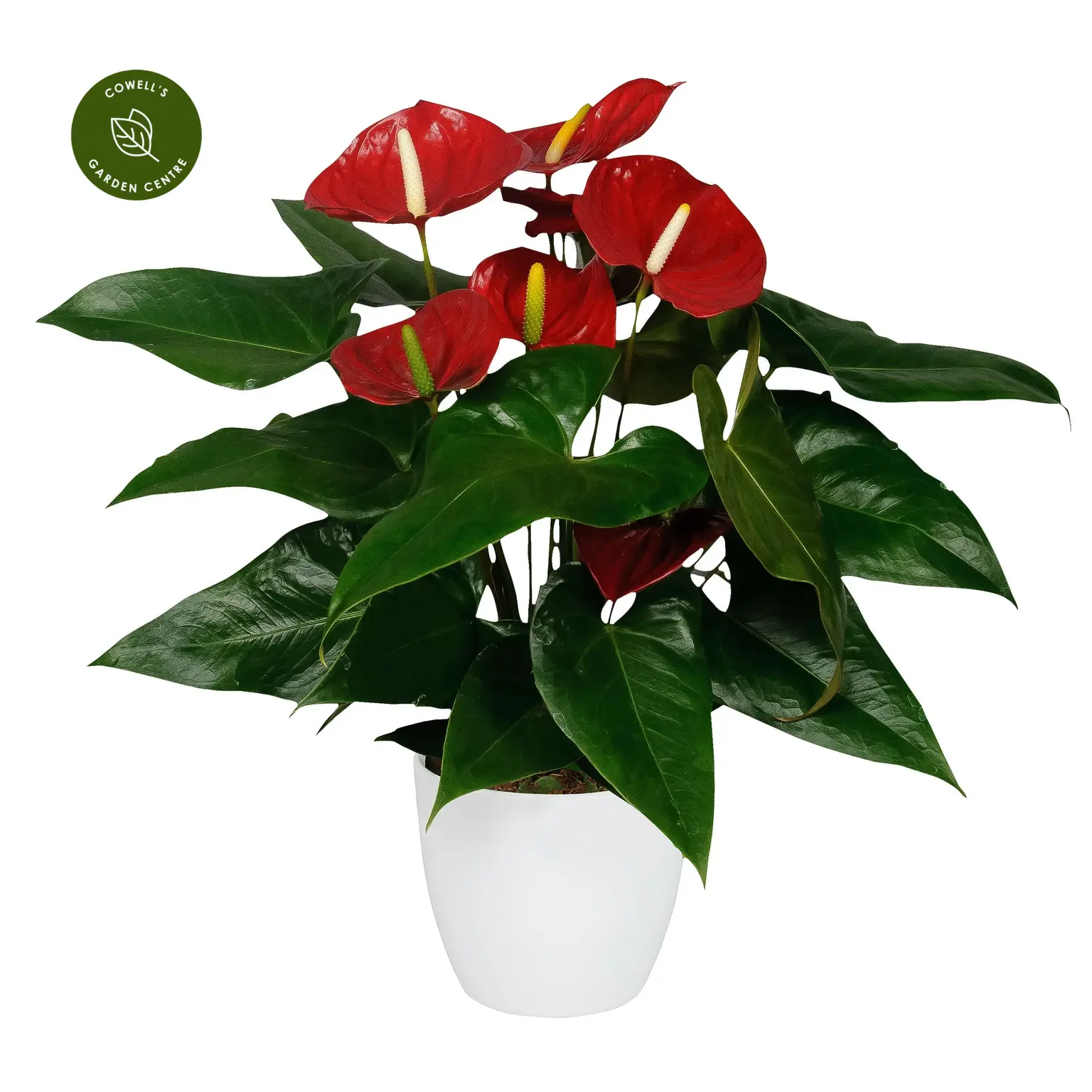 Anthurium 'Nevada' 3 Anthurium 'Nevada'