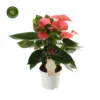 Anthurium 'Pink Champion' 12cm