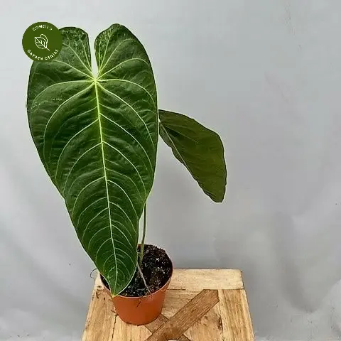 Anthurium Queremalense 3 Anthurium Queremalense