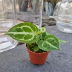Anthurium Crystallinum 'Silver Blush' 6cm