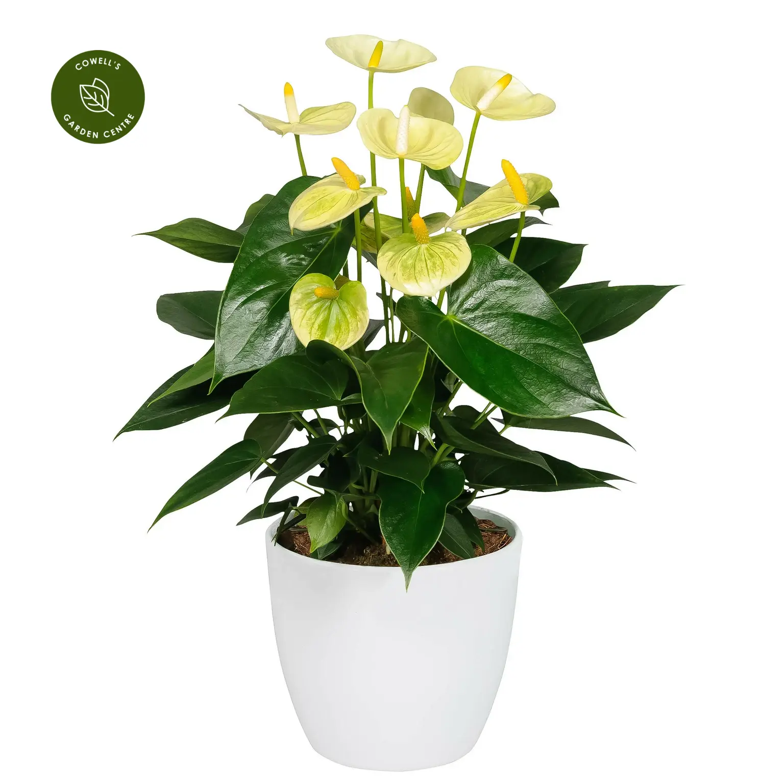 Anthurium 'Vanilla' 3 Anthurium 'Vanilla'