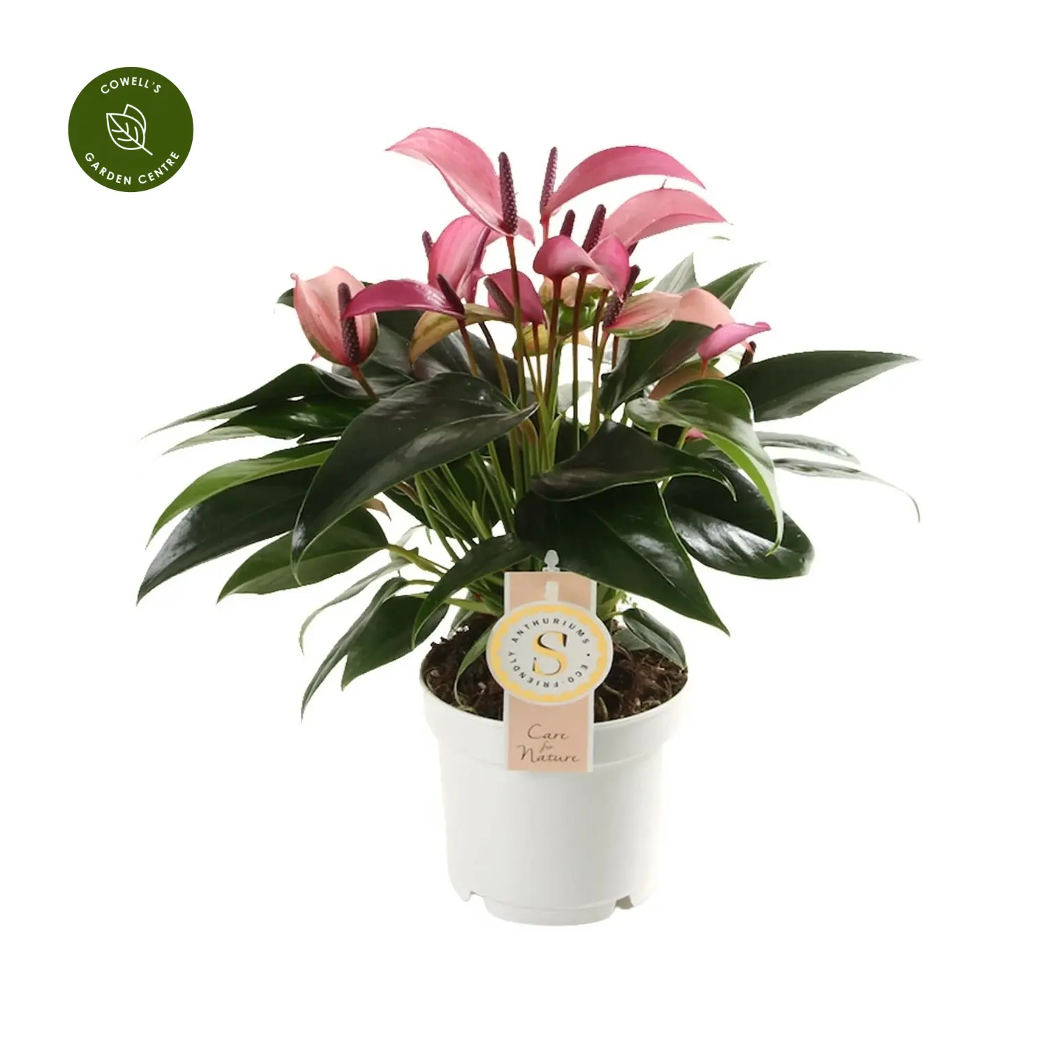 Anthurium 'Zizou' 12cm 3 Anthurium 'Zizou' 12cm