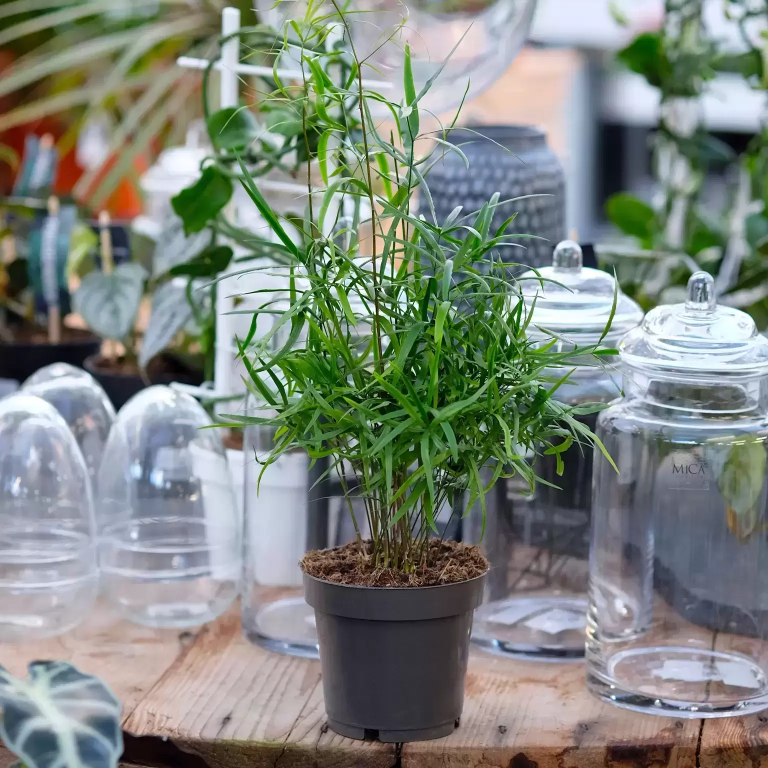 Asparagus Falcatus 3 Asparagus Falcatus