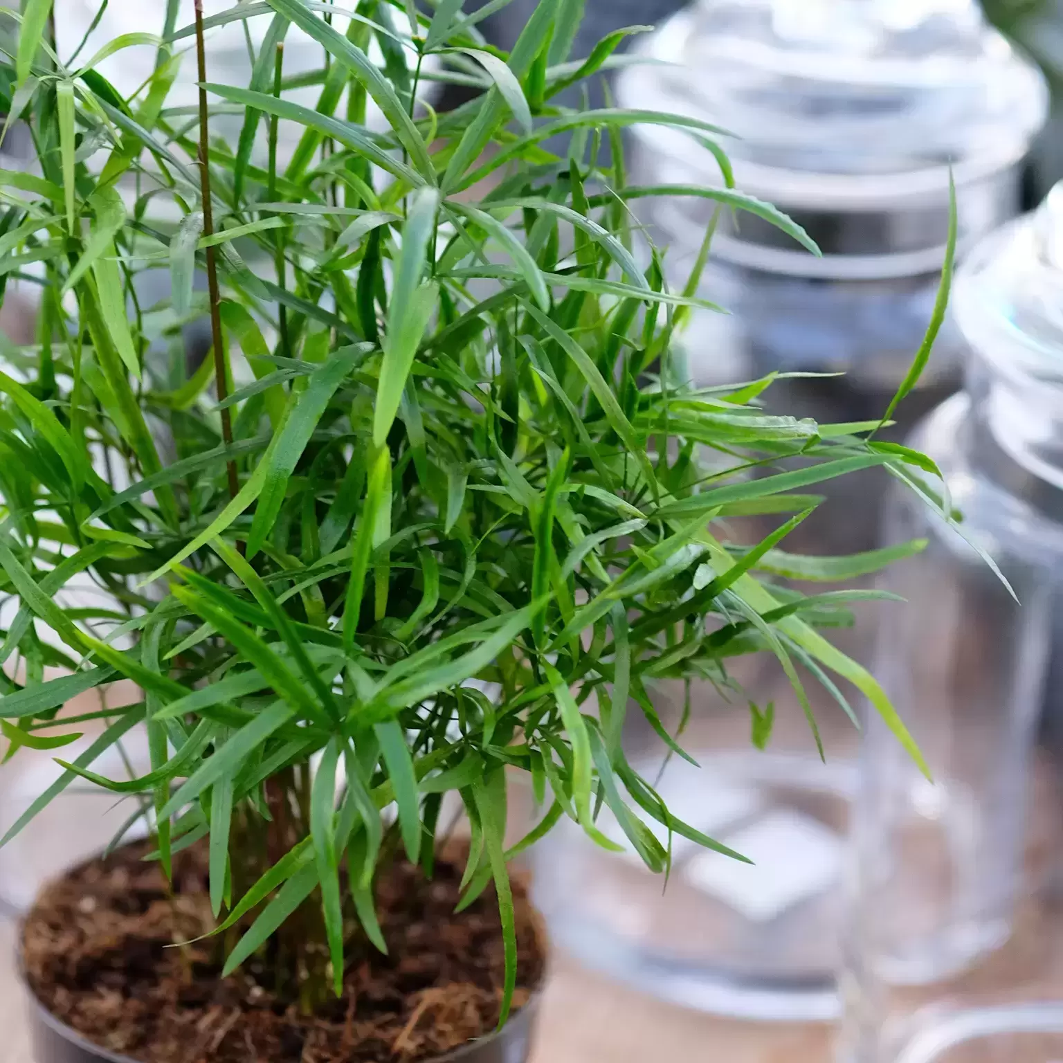 Asparagus Falcatus 4 Asparagus Falcatus - Image 2