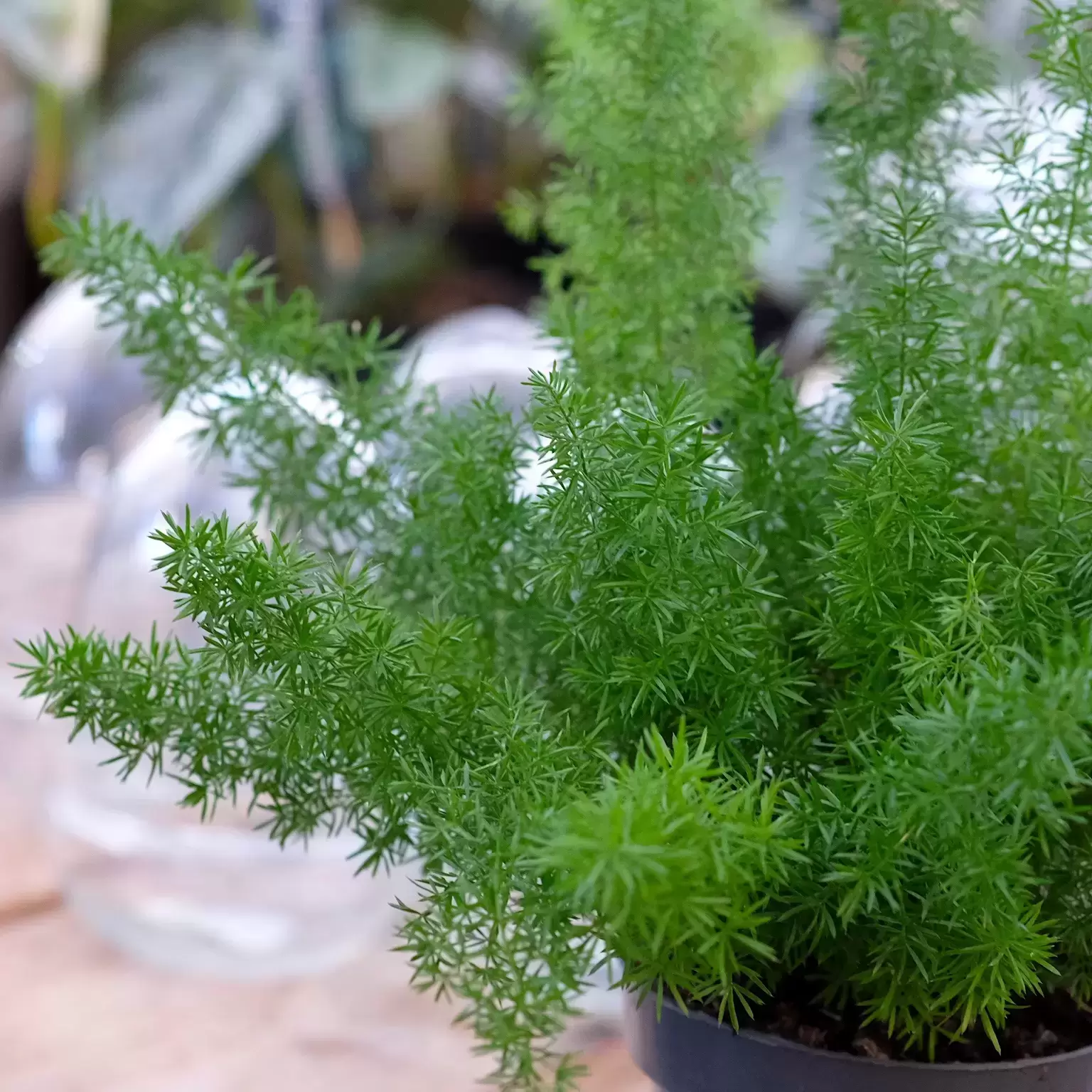 Asparagus Densiflorus 'Myersii' 4 Asparagus Densiflorus 'Myersii' - Image 2