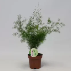 Asparagus Myriocladus