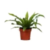 Asplenium Antiquum 12cm 1 Asplenium Antiquum 12cm -Garden Care Supply Store asplenium antiquum 600x600 61f2fb5b3f453 l