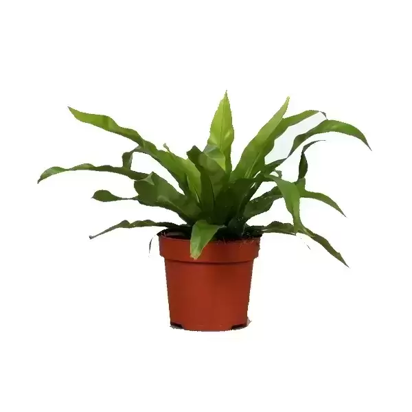 Asplenium Antiquum 12cm 3 Asplenium Antiquum 12cm