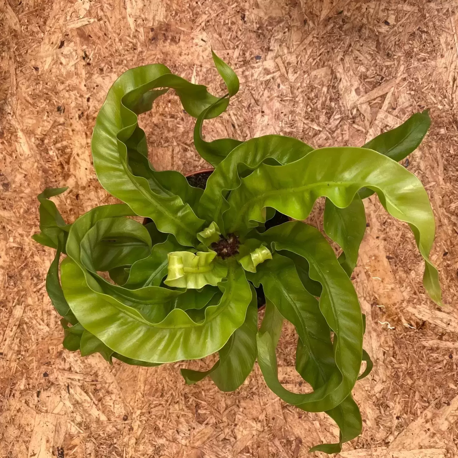 Asplenium Antiquum 'Hurricane' 12cm 3 Asplenium Antiquum 'Hurricane' 12cm