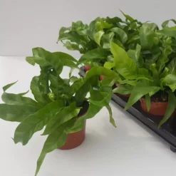 Asplenium Antiquum 'Hurricane' 12cm 7 Asplenium Antiquum 'Hurricane' 12cm -Garden Care Supply Store asplenium antiquum hurricane 1537x1536 61f2b2d97eefe l