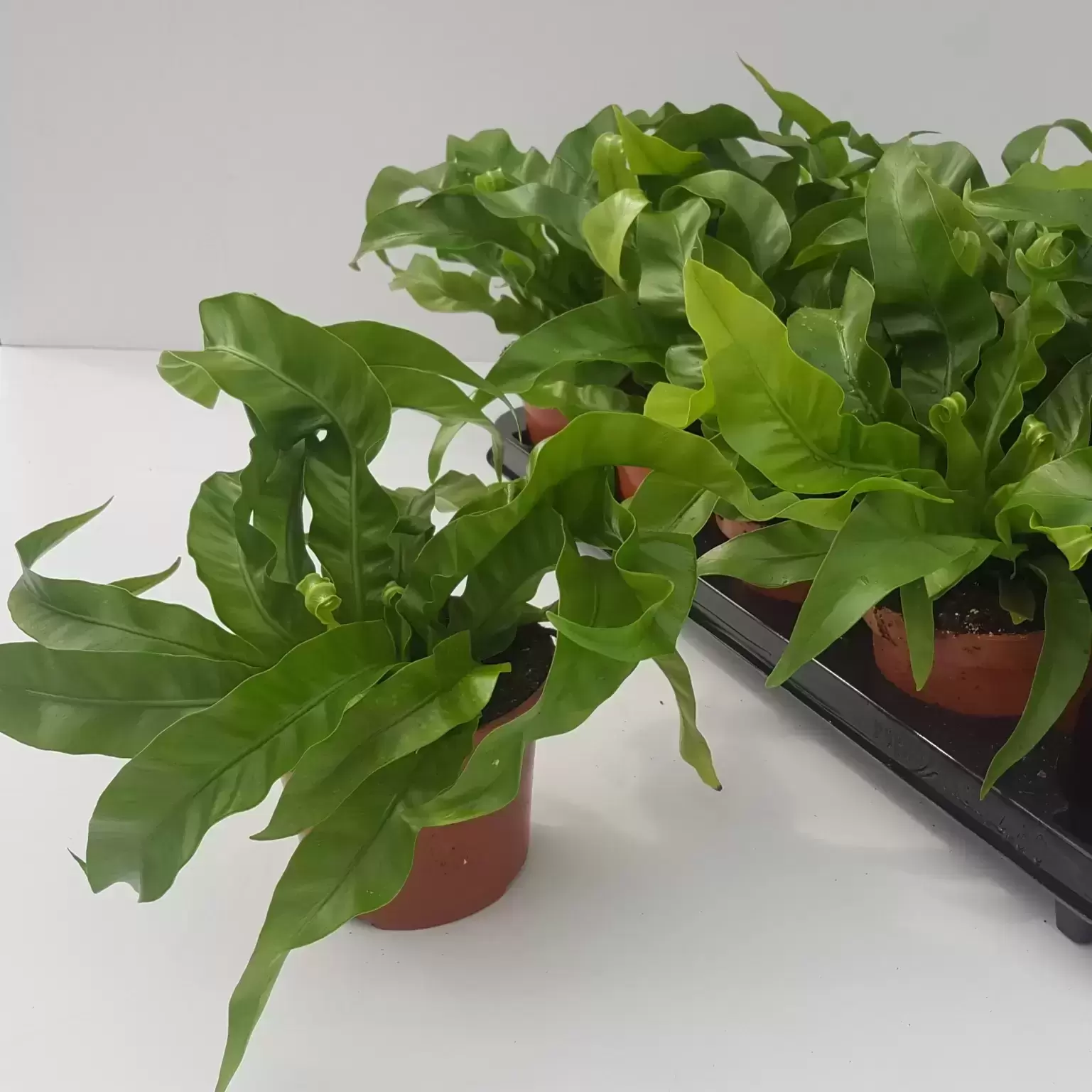 Asplenium Antiquum 'Hurricane' 12cm 5 Asplenium Antiquum 'Hurricane' 12cm - Image 3