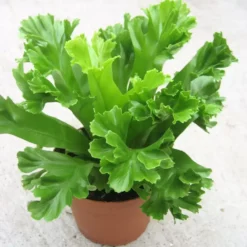 Asplenium Antiquum 'Leslie'