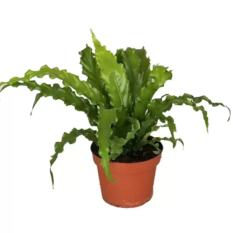 Asplenium Antiquum 'Osaka' 12cm 4 Asplenium Antiquum 'Osaka' 12cm - Image 2