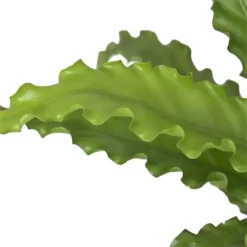 Asplenium Antiquum 'Osaka' 12cm