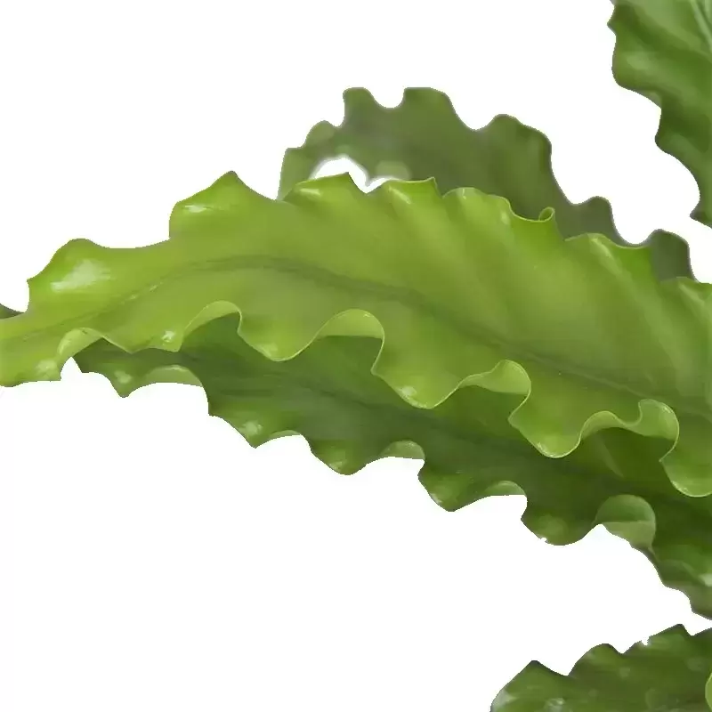 Asplenium Antiquum 'Osaka' 12cm 3 Asplenium Antiquum 'Osaka' 12cm