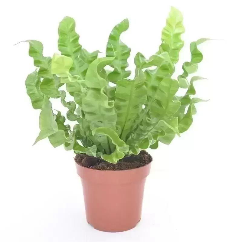 Asplenium 'Crispy Wave' 12cm 4 Asplenium 'Crispy Wave' 12cm - Image 2
