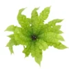 Asplenium 'Crispy Wave' 12cm