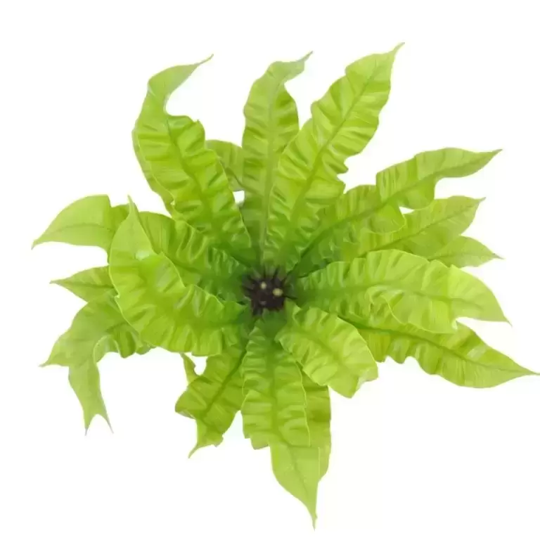 Asplenium 'Crispy Wave' 12cm 3 Asplenium 'Crispy Wave' 12cm
