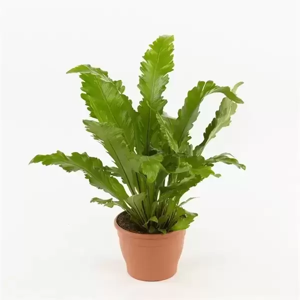 Asplenium Nidus 'Campio' 3 Asplenium Nidus 'Campio'