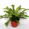 Asplenium Nidus 'Crissie' 1 Asplenium Nidus 'Crissie' -Garden Care Supply Store asplenium nidus crissie 1536x1536 61f2c4e3a785c l