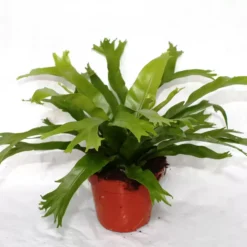 Asplenium Nidus 'Crissie'