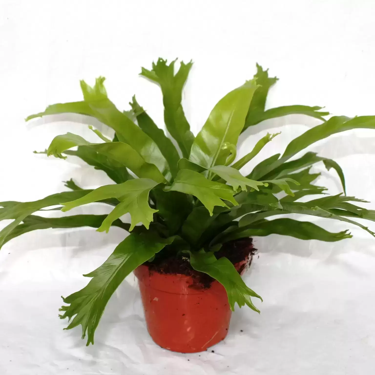 Asplenium Nidus 'Crissie' 3 Asplenium Nidus 'Crissie'