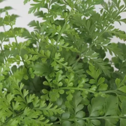 Asplenium 'Parvati' 12cm -Garden Care Supply Store asplenium parvati 1601449739 1536x1536 61f2c75479248 l