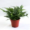Athyrium Spicatum -Garden Care Supply Store athyrium spicatum 1536x1536 61f2d5c634ac0 l