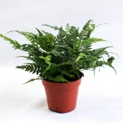 Athyrium Spicatum