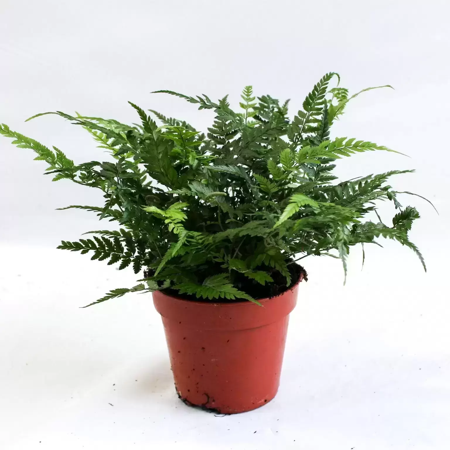 Athyrium Spicatum 3 Athyrium Spicatum