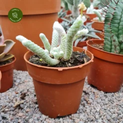 Avonia Papyracea 8cm