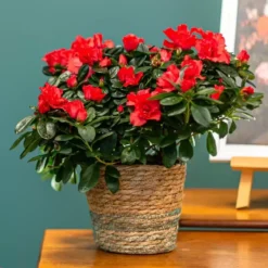 Azalea Simsii 'Red' 14cm