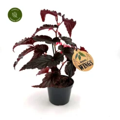 Begonia 'Arabian Sunset'