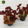 Begonia 'Autumn Crinkle' 1 Begonia 'Autumn Crinkle' -Garden Care Supply Store begonia autumn crinkle 439x480 6333164e26506 l