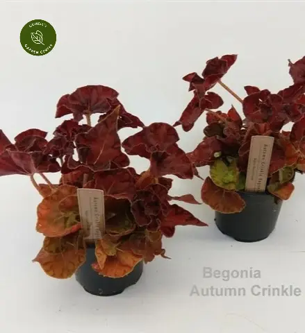 Begonia 'Autumn Crinkle' 3 Begonia 'Autumn Crinkle'