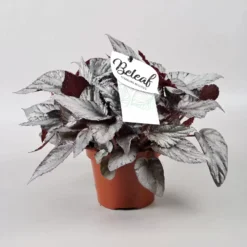 Begonia Rex Beleaf 'Arctic Breeze' 12cm