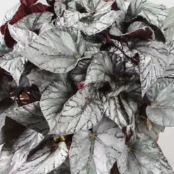 Begonia Rex Beleaf 'Arctic Breeze' 12cm -Garden Care Supply Store begonia beleaf arctic breeze 1634215924 1366x1367 61f2b421bb316 l