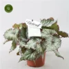 Begonia Rex Beleaf 'Asian Tundra' 12cm 2 Begonia Rex Beleaf 'Asian Tundra' 12cm -Garden Care Supply Store begonia beleaf asian tundra 600x600 646203b57d311 l