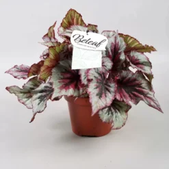 Garden Care Supply Store 3 Begonia Rex Beleaf 'Evening Glow' 12cm