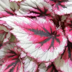 Garden Care Supply Store -Garden Care Supply Store begonia beleaf evening glow 1634216004 791x791 61f28358a8687 l