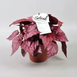 Begonia Rex Beleaf 'Inca Flame' 12cm