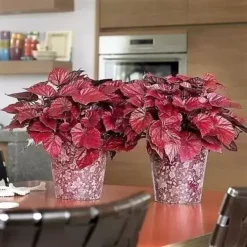 Begonia Rex Beleaf 'Inca Flame' 12cm -Garden Care Supply Store begonia beleaf inca flame 1632906723 561x561 61f2836db6f09 l