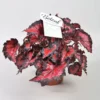 Begonia Rex Beleaf 'Inca Night' -Garden Care Supply Store begonia beleaf inca night 1536x1536 61f28a83bf352 l