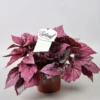 Begonia Rex Beleaf 'Indian Summer' -Garden Care Supply Store begonia beleaf indian summer 1536x1536 61f28a9706623 l