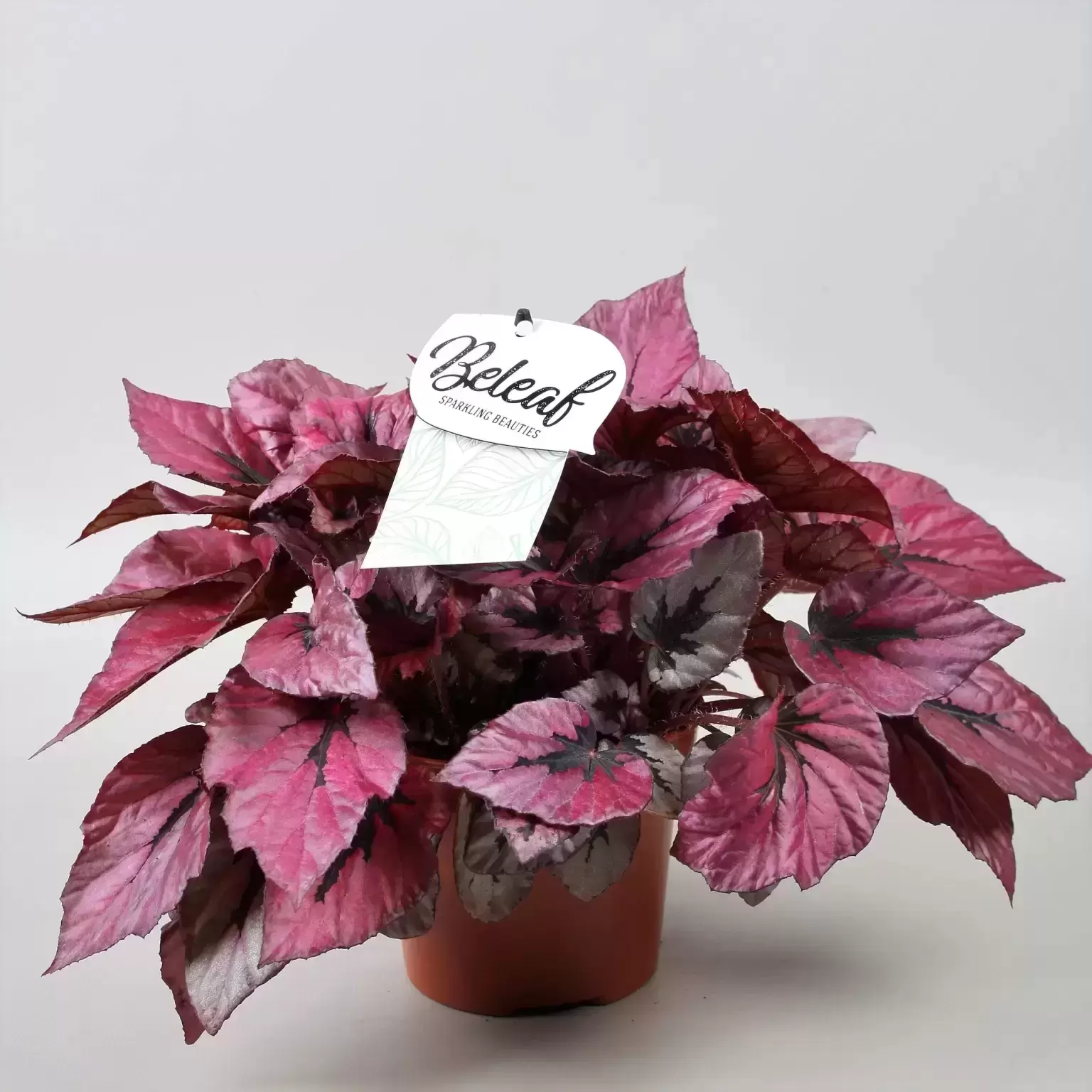 Begonia Rex Beleaf 'Indian Summer' 3 Begonia Rex Beleaf 'Indian Summer'
