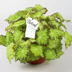 Begonia Rex Beleaf 'Lima Love'