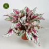 Begonia Rex Beleaf 'Maori Sunset' 1 Begonia Rex Beleaf 'Maori Sunset' -Garden Care Supply Store begonia beleaf maori sunset 1333x1333 646205f0a55a2 l